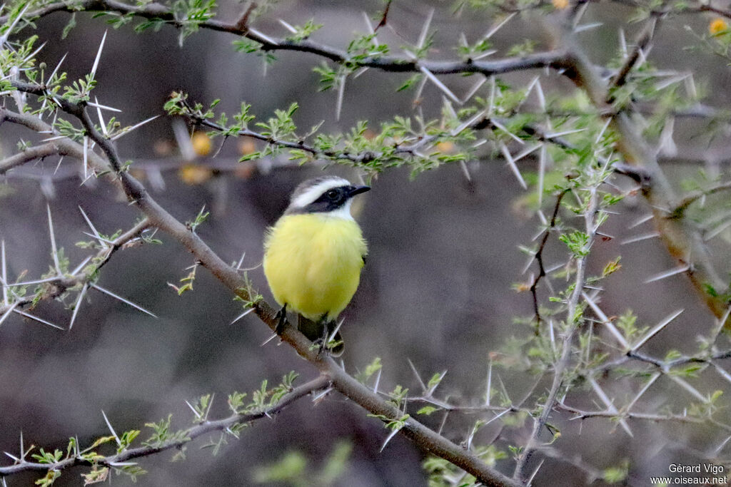 Tyran sociableadulte