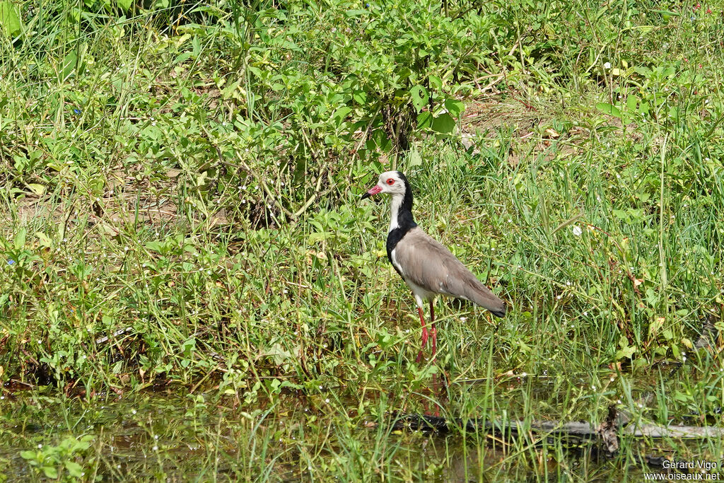 Long-toed Lapwing