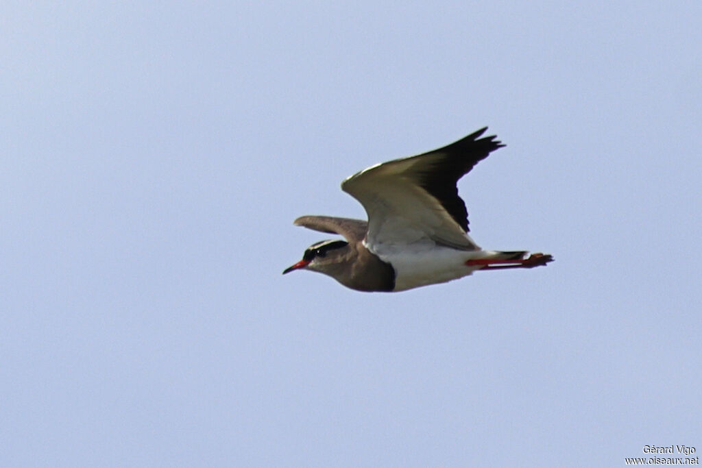 Vanneau couronnéadulte, Vol