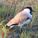 Vanneau pie