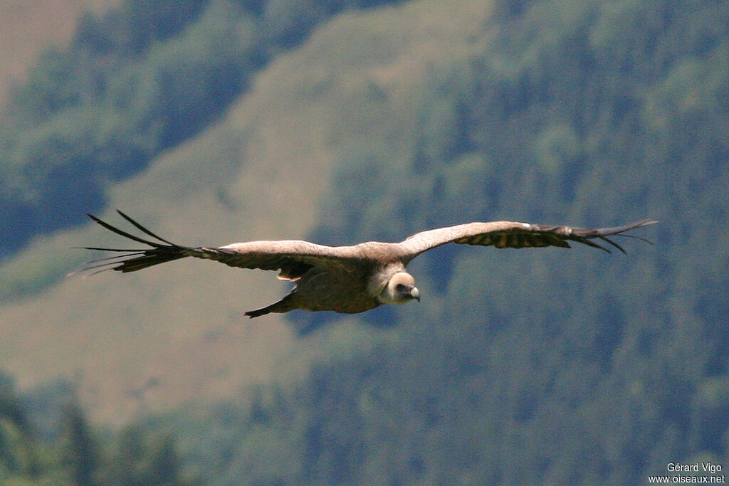 Griffon Vultureadult