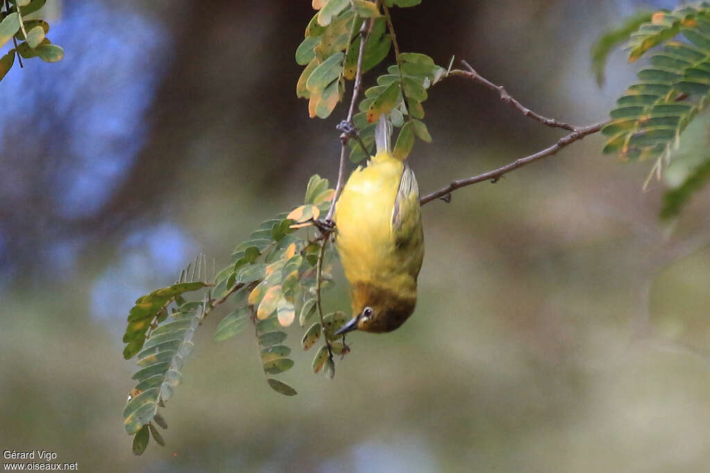 Northern Yellow White-eyeadult, eats, Behaviour