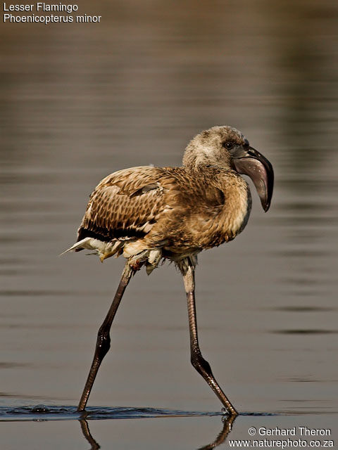 Lesser FlamingoFirst year