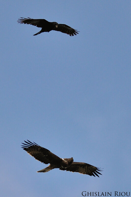 Booted Eagle