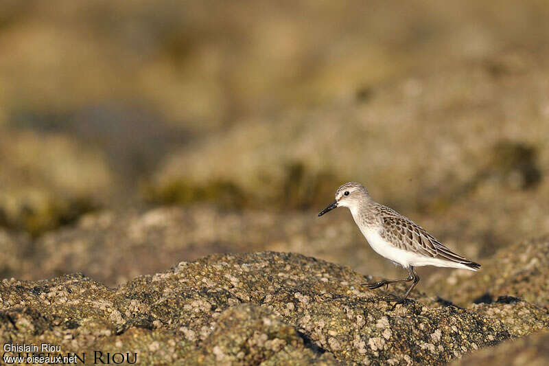 Semipalmated Sandpiper