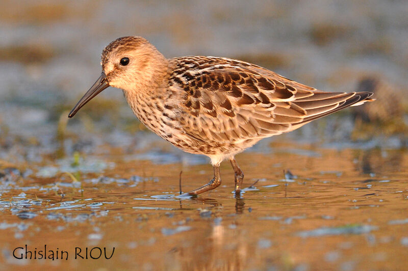 Bécasseau variable