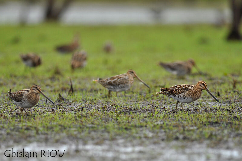Common Snipe