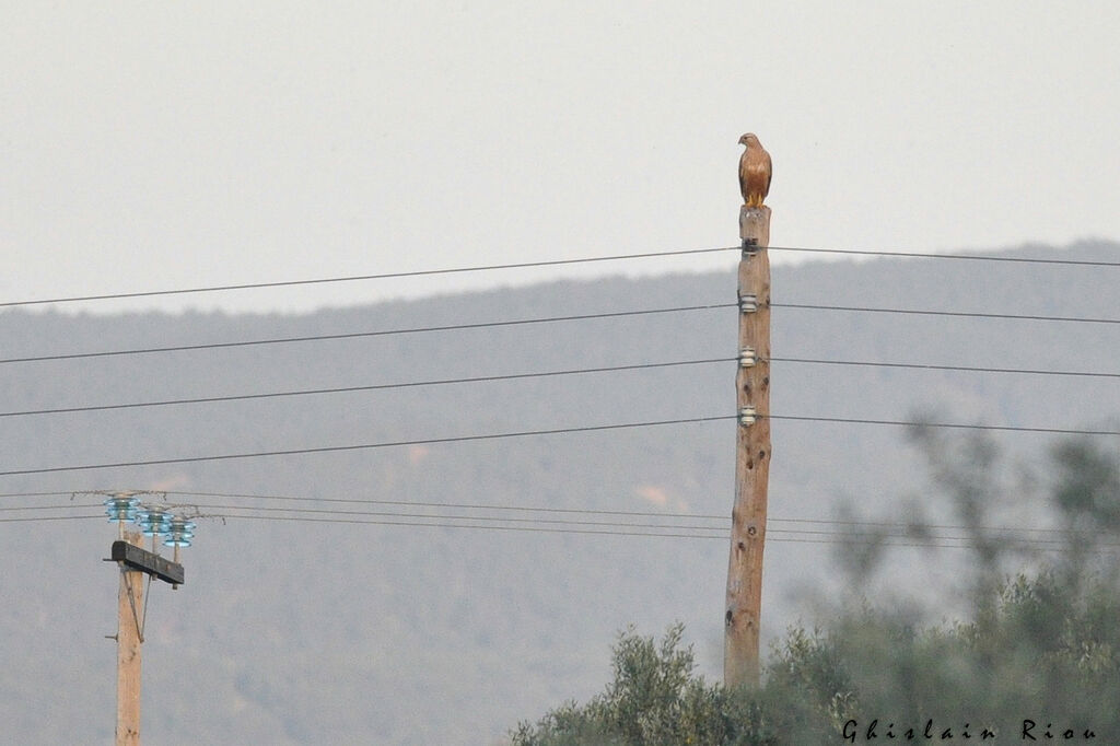 Buse féroce, habitat