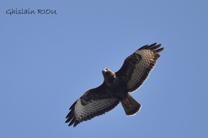 Buse variable