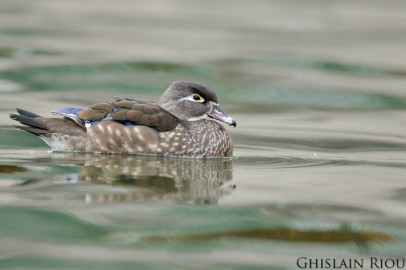 Wood Duck