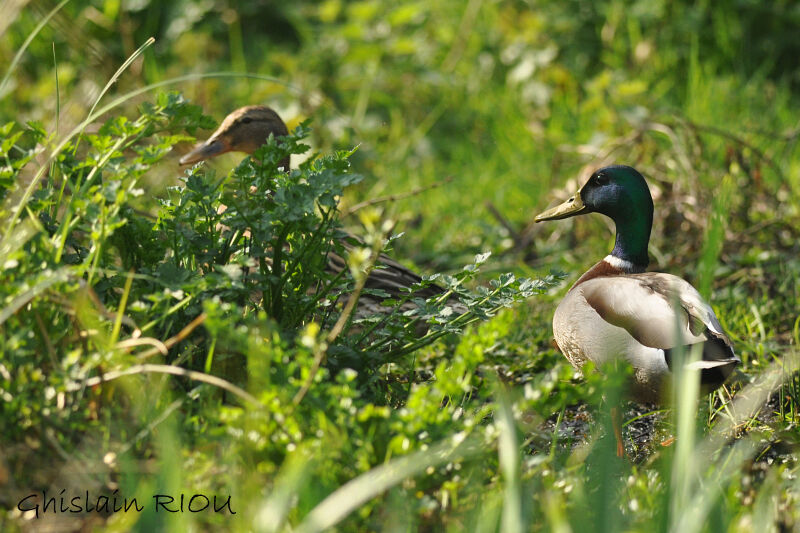 Canard colvert