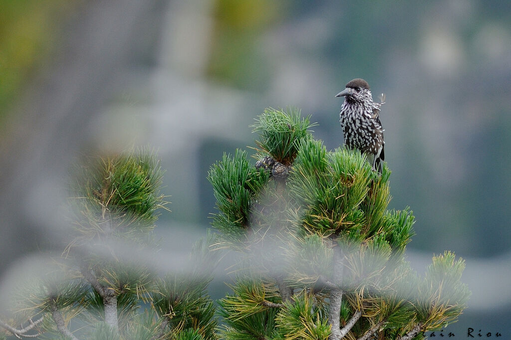 Northern Nutcracker