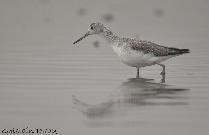 Common Greenshank