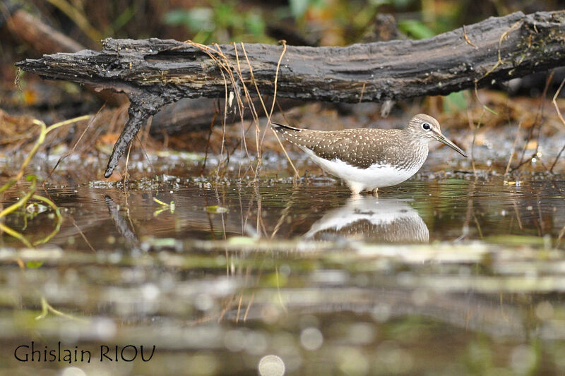 Green Sandpiper