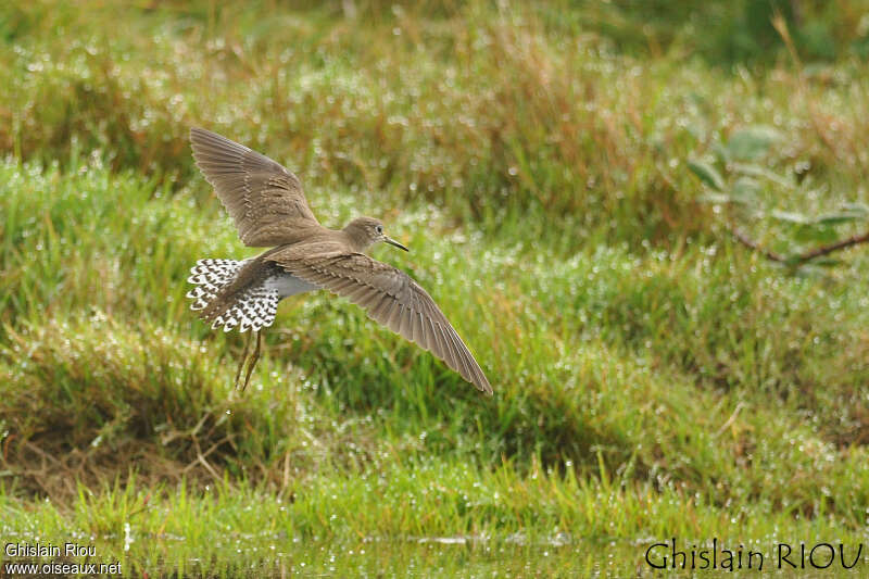 Solitary Sandpiperjuvenile, Flight