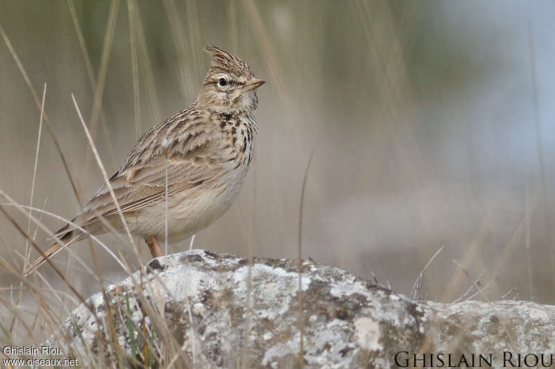 Cochevis de Théklaadulte, habitat, pigmentation