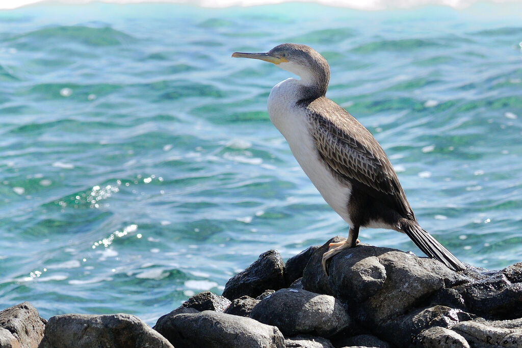 Cormoran huppé1ère année