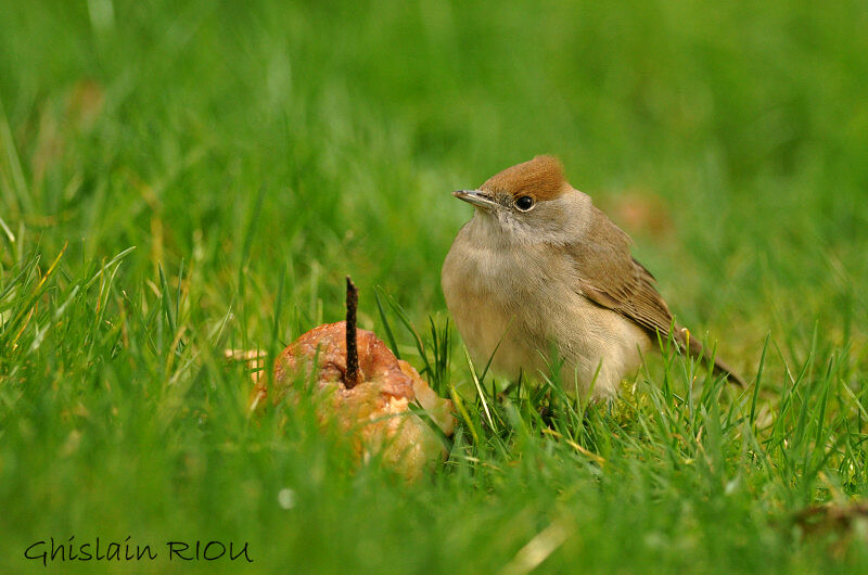 Eurasian Blackcap female adult
