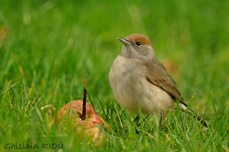 Eurasian Blackcap female adult