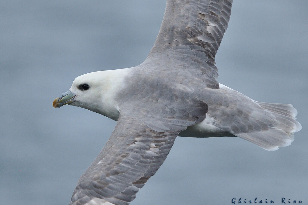 Fulmar boréal