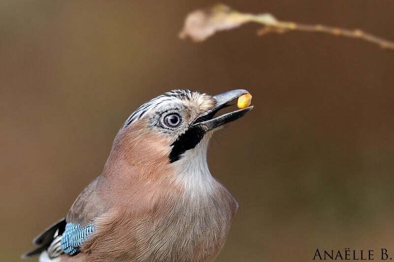 Geai des chênes, portrait, mange