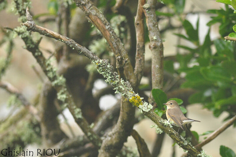 Red-breasted Flycatcherjuvenile
