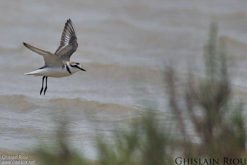 Kentish Ploveradult post breeding, Flight