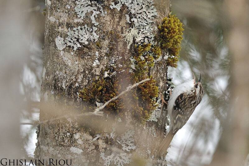 Grimpereau des bois