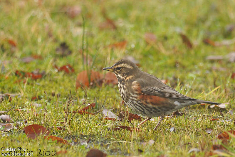Grive mauvisadulte, habitat, pêche/chasse