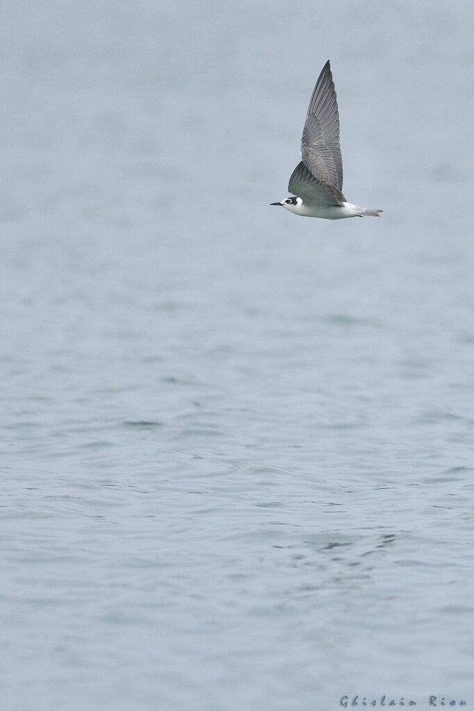 Guifette leucoptère1ère année