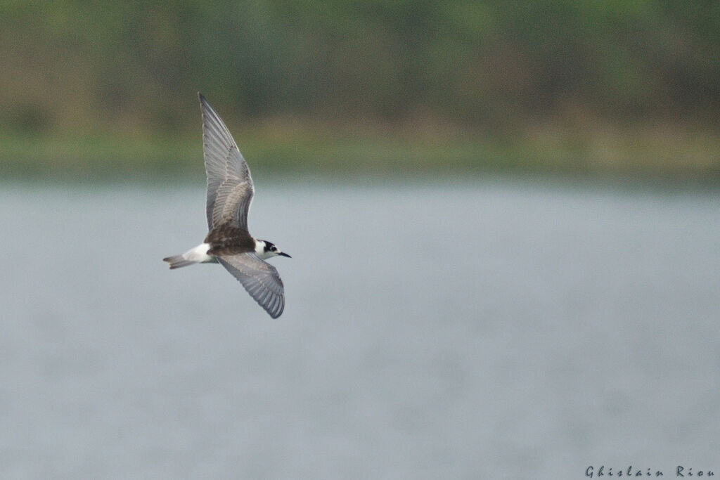 Guifette leucoptère