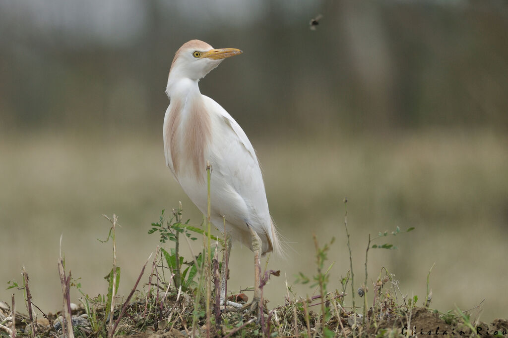 Western Cattle Egret