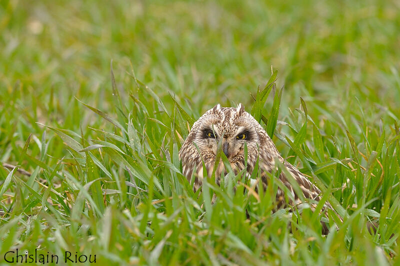 Short-eared Owl