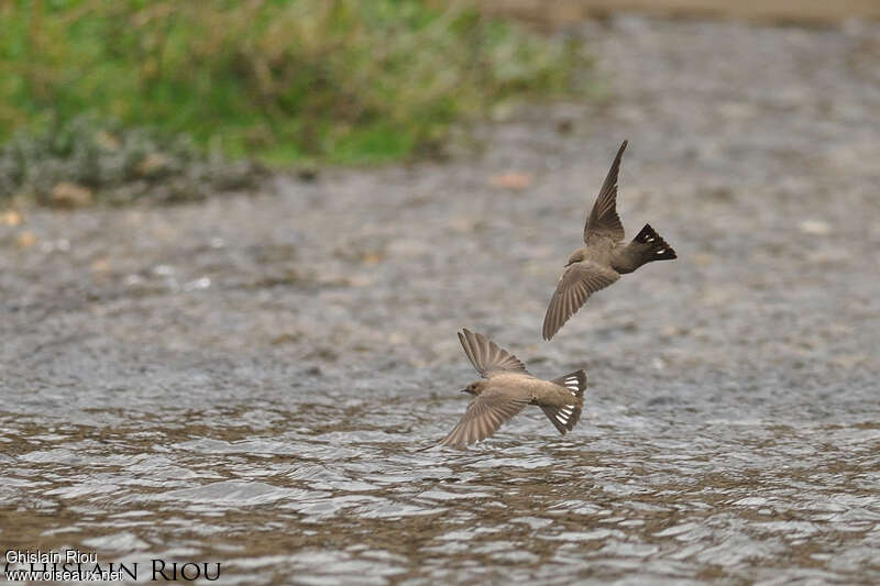 Eurasian Crag Martinadult, Flight