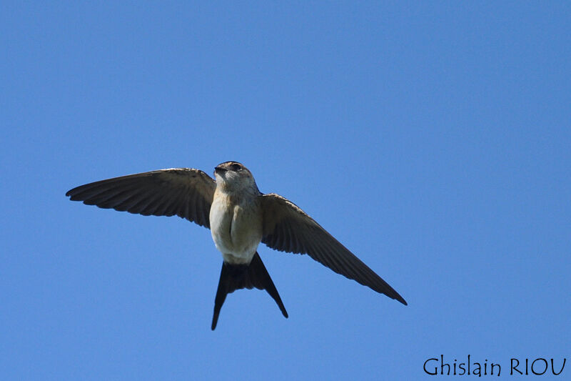 European Red-rumped Swallow