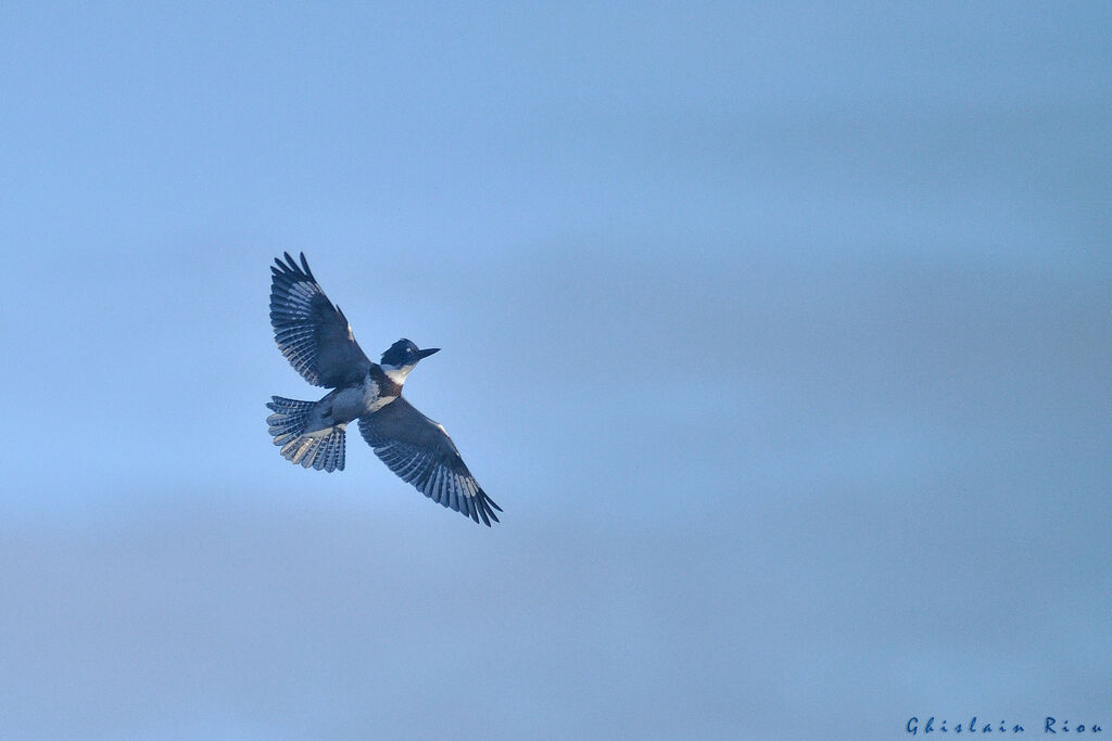 Martin-pêcheur d'Amérique mâle 2ème année