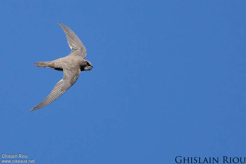 Alpine Swiftadult, fishing/hunting