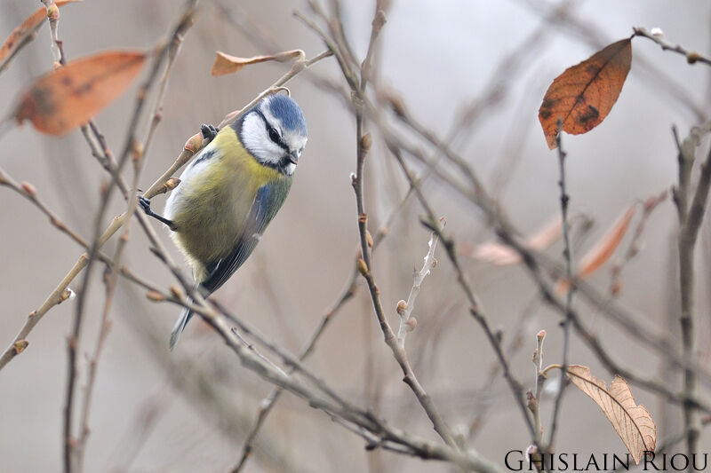 Eurasian Blue Tit