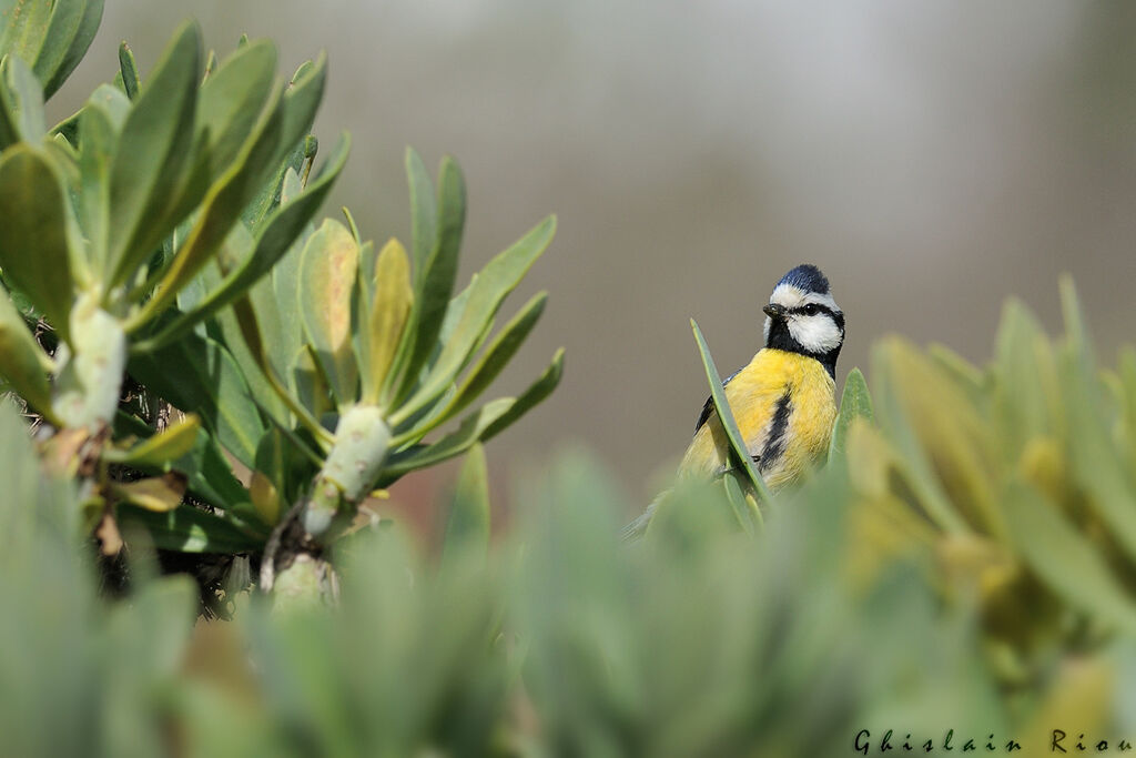 Mésange nord-africaine
