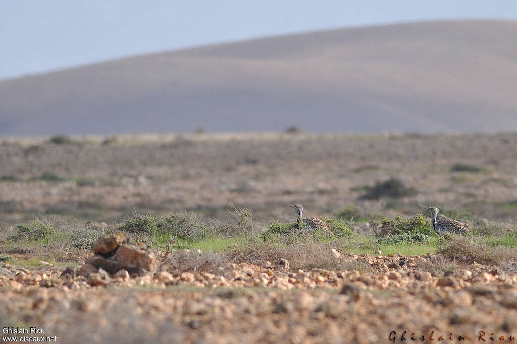 Outarde houbaraadulte, habitat