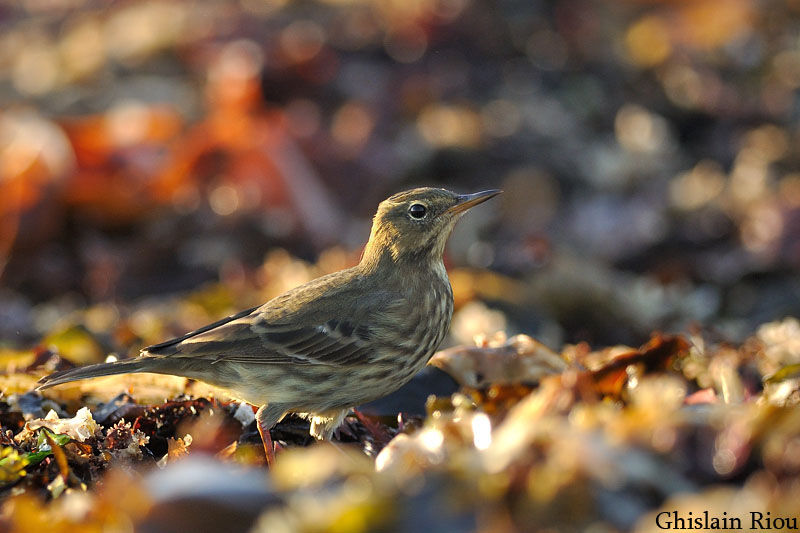 Pipit maritime