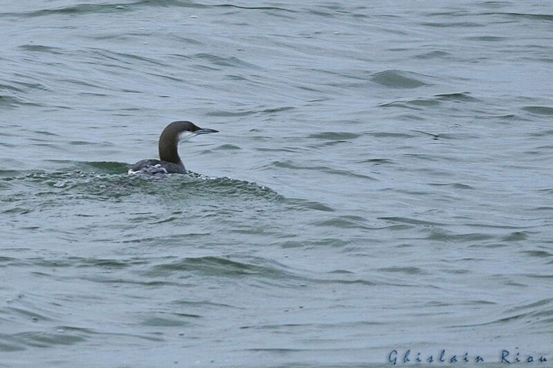 Plongeon arctique