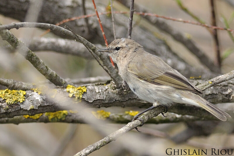 Common Chiffchaff