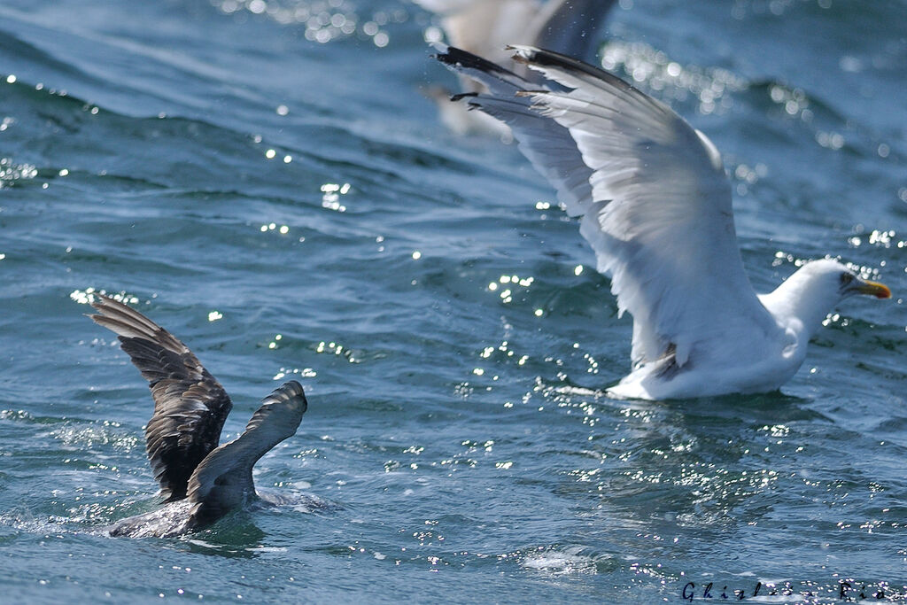 Puffin des Baléares, pêche/chasse, mange