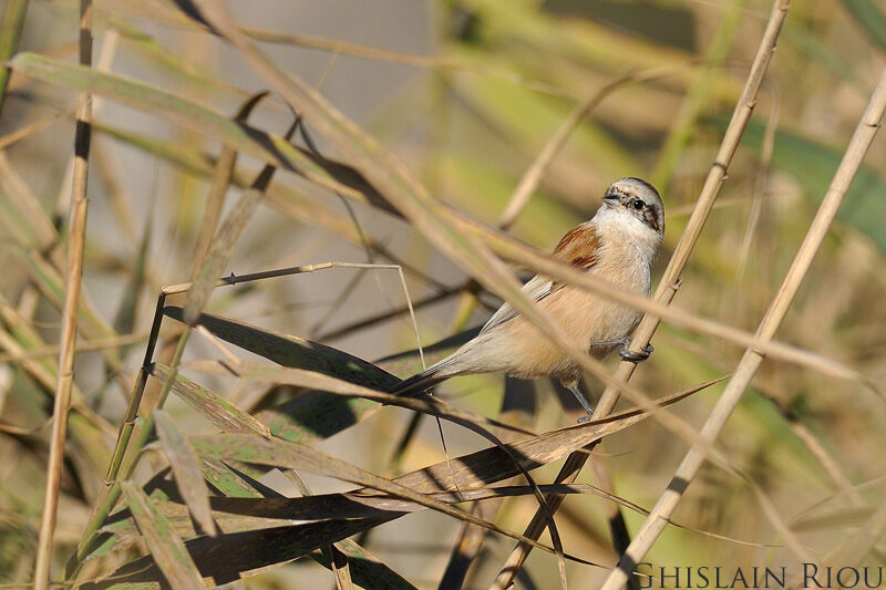 Rémiz penduline