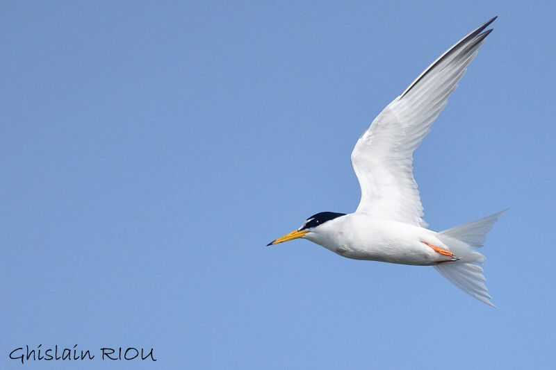 Little Tern