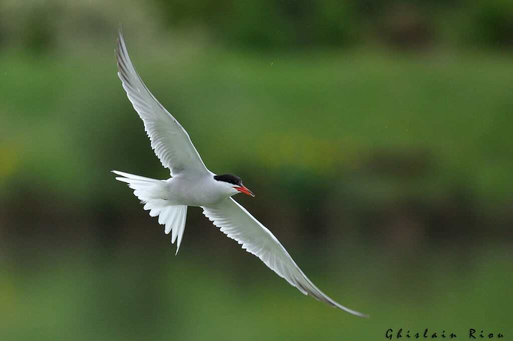 Common Ternadult breeding