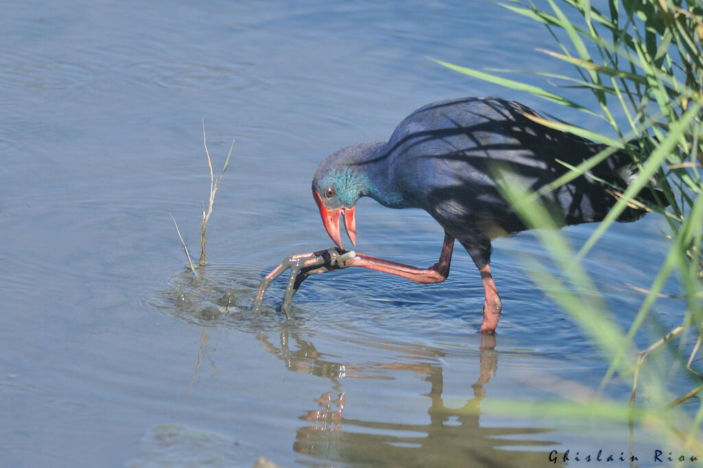 Talève sultane, mange