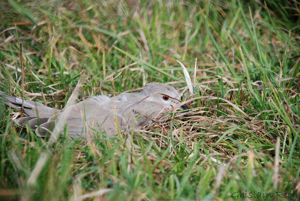 Eurasian Collared Dove