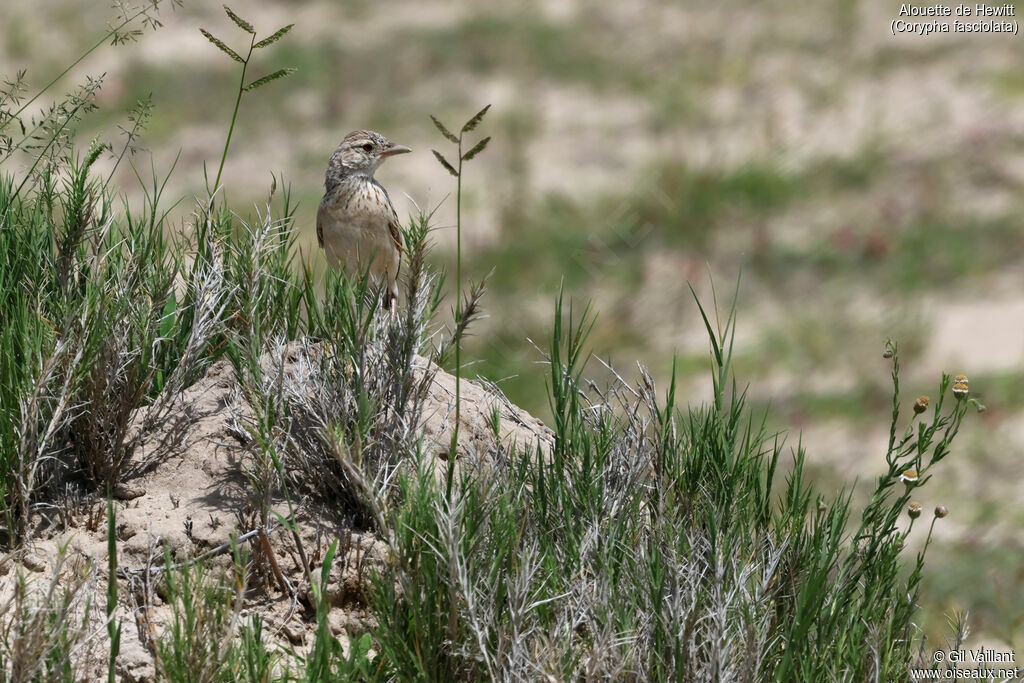 Alouette de Hewittadulte